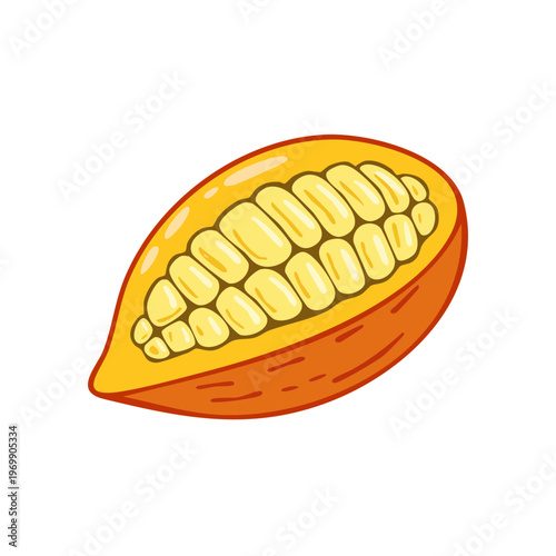 Illustration of a ripe cocoa pod cut in half revealing its yellow seeds