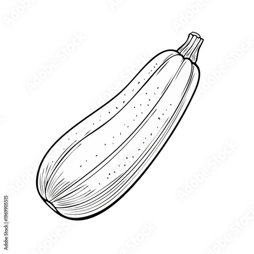 Hand drawn line art illustration of a single ripe zucchini squash isolated on a white background