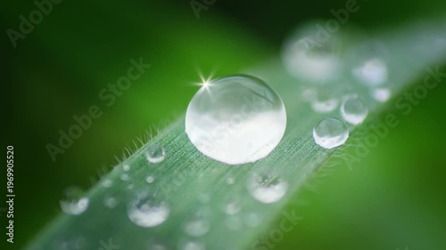 Macro Water Drops Green Leaf Rack Focus Slider. Nature Background Eco Wellness Web Design