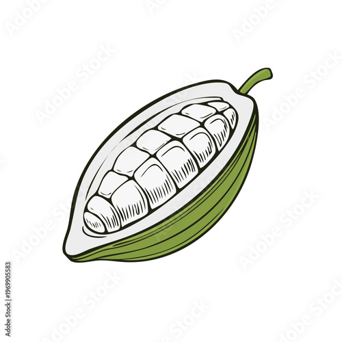 Cross section of fresh green cacao pod revealing white beans inside