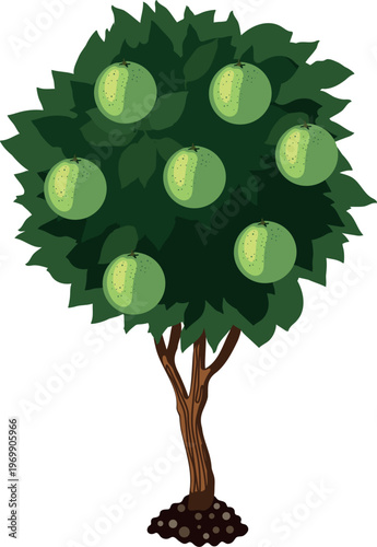 Mature citrus tree with green unripe fruits. Orange tree fruiting stage. Vector illustration for school biology and nature study