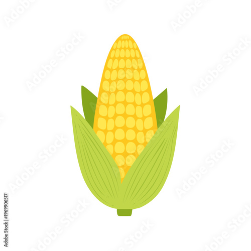 Illustration of a fresh ripe ear of corn with green husks and yellow kernels