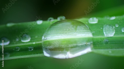 Macro Water Drops Green Leaf Rack Focus Slider. Nature Background Eco Wellness Web Design