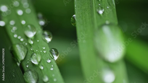 Macro Water Drops Green Leaf Rack Focus Slider. Nature Background Eco Wellness Web Design
