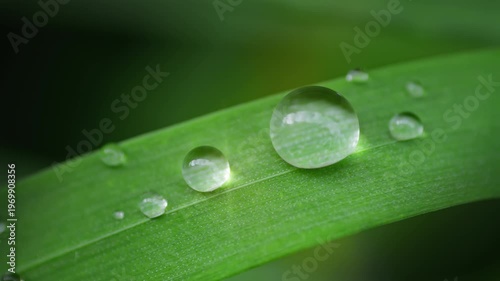 Macro Water Drops Green Leaf Rack Focus Slider. Nature Background Eco Wellness Web Design