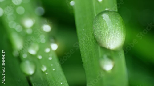 Macro Water Drops Green Leaf Rack Focus Slider. Nature Background Eco Wellness Web Design