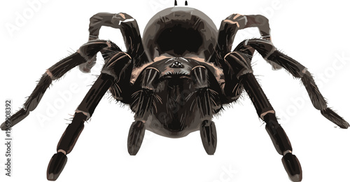Realistic tarantula spider close up detailed arachnid insect isolated on background wildlife vector illustration