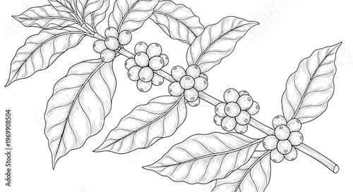 Detailed botanical drawing of a coffee branch with berries and large leaves in black and white represents the origin of the beverage.