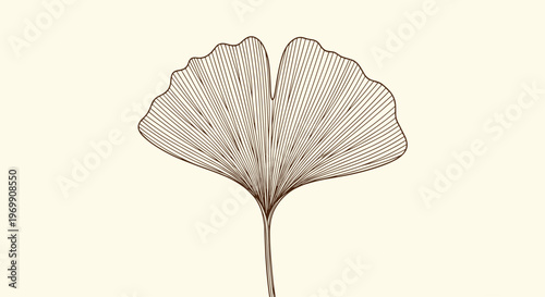 Hand drawn sketch of a single ginkgo biloba leaf with fine lines showing the fan shape and ribbed texture for natural health and herbal themes.