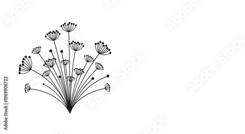 Delicate black line drawing of a wildflower cluster with many stems and small round blossoms growing upwards in a natural organic arrangement.