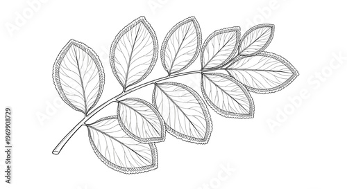 Detailed hand drawn sketch of a compound ash tree leaf showing its structure and many leaflets in fine lines for botanical study and nature art.