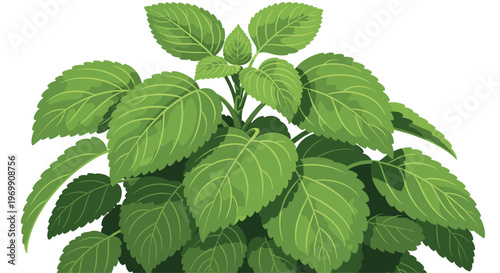 Lush green bunch of fresh herb leaves like mint or basil against a white background for cooking and natural health concepts.