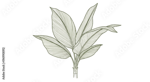 Hand drawn banana plant illustration with detailed leaves and stem shown in a vintage woodcut engraving style on a white background.
