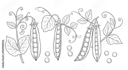 Detailed botanical illustration of pea plants with open pods showing seeds and curling tendrils drawn in a classic vintage engraving style.