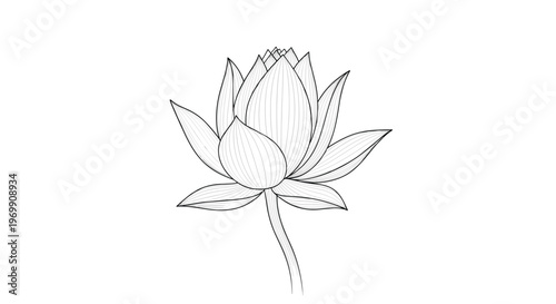 Elegant hand drawn lotus flower bud in a vintage woodcut style with fine line details isolated on a clean white background for zen design.