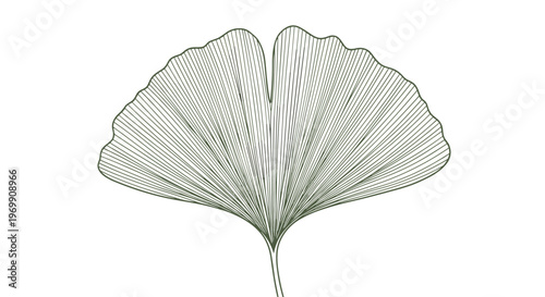 Detailed hand drawn illustration of a ginkgo biloba leaf with fine radiating veins shown in a vintage engraving style on a white background.