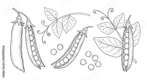 Detailed botanical illustration of green pea pods on branches with leaves and loose peas in a hand drawn black line art style.