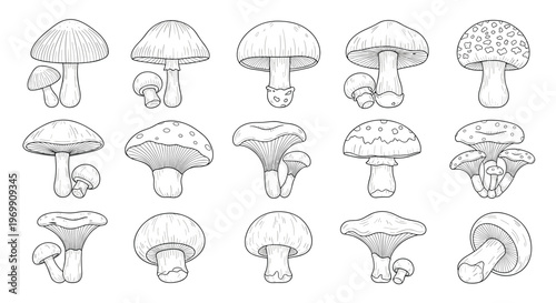 Collection of different species of mushrooms illustrated in a detailed hand drawn black and white line art and stippling style.