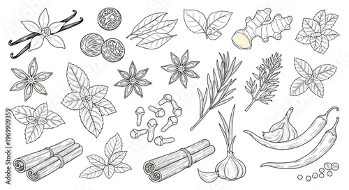 Detailed collection of hand drawn culinary herbs and spices including cinnamon, garlic, chili, mint, and star anise in line art.