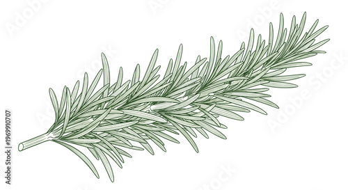 Rosemary sprig illustration is rendered in a detailed green line art style showcasing the many needle like leaves on a stem.