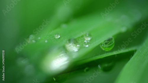 Macro Water Drops Green Leaf Rack Focus Slider. Nature Background Eco Wellness Web Design