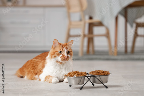 Cute cat lying near bowls w...
