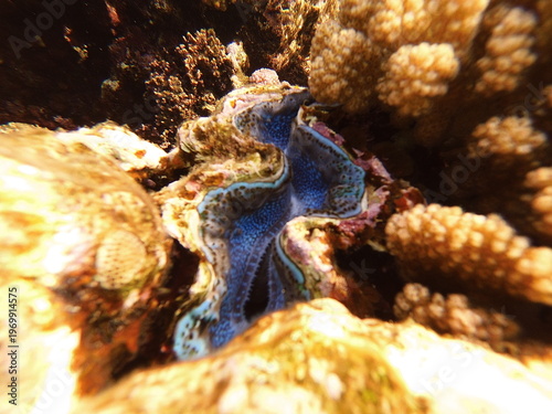 The maxima clam Tridacna maxima also known as the small giant clam, is a species of bivalve mollusc found throughout the Indo-Pacific region. They are much sought after in the aquarium trade