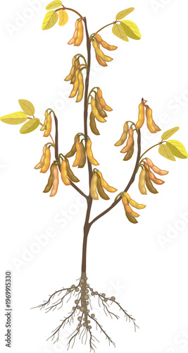 Mature dry Soybean plant (Glycine max) with roots. Ripe soya bean bush ready for harvest. Vector for agriculture, biology and nature study