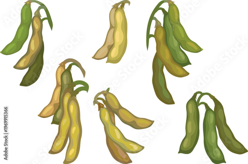 Soybean pods set: Green and yellow bunches (Glycine max) isolated on white