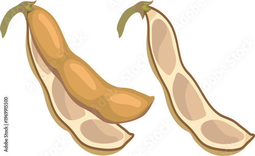 Empty soybean pod (Glycine max) and open dry pod shell isolated on white