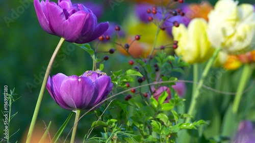 purple and yellow tulips in the garden