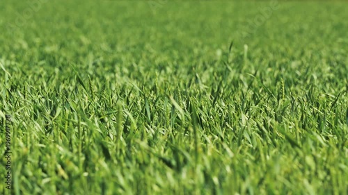 A close up shot of a vibrant green wheat field. The foreground shows sharp detail of the young wheat blades, while the background is softly blurred. This creates a peaceful and natural background