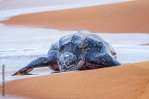 Leatherback sea turtle (Dermochelys coriacea) female coming ashore to lay eggs on a beach in French Guiana.