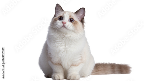 Fluffy Ragdoll cat sitting, gazing forward with blue eyes and cream fur