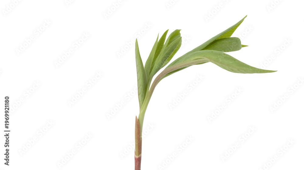 Fototapeta premium Green plant with leaves sprout stem isolated on a transparent background