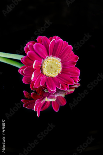 A deep pink gerbera daisy refection with a black background
