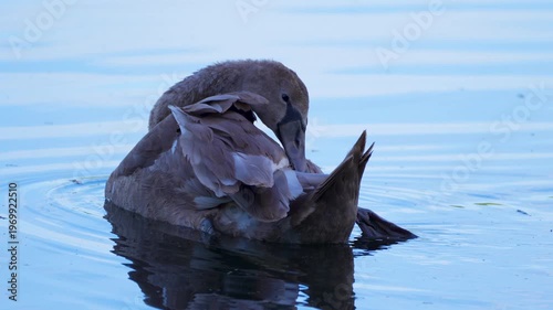 a young swan preens its feathers on the water