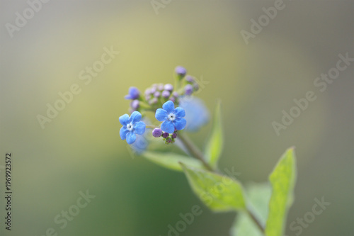 Brunnera macrophylla