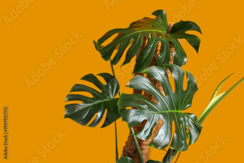 Beautiful Monstera leaves o...
