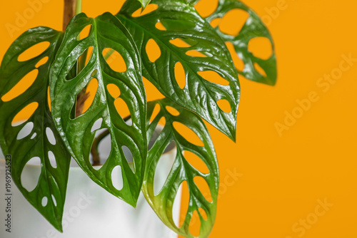 Pot with tropical Monstera ...