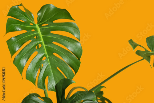 Tropical Monstera leaves on...