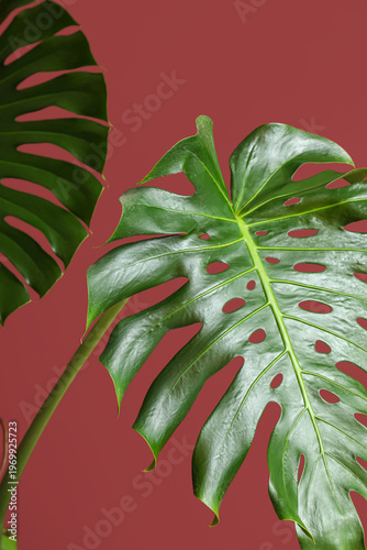 Tropical Monstera leaves on...