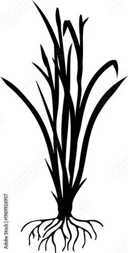 Black silhouette of stage panicle initiation of a rice plant (Oryza sativa) isolated on white background