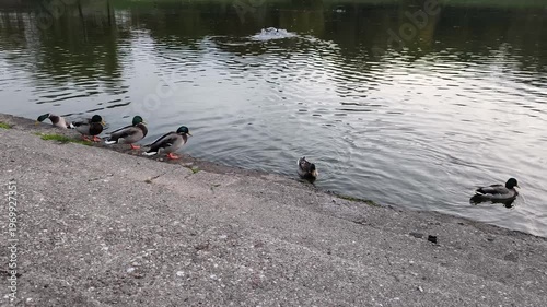 Wild mallard ducks gather along urban grey concrete embankment near calm dark pond water during peaceful evening daylight hours.