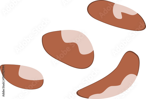 A flat design vector illustration featuring four Brazil nuts with brown shells and light inner kernels. The assets are isolated on a clean white background, perfect for nutritional or food-related