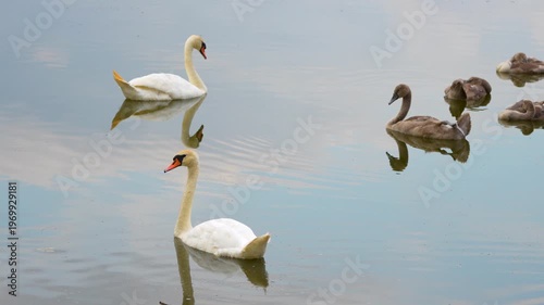 a family of mute swans on the water