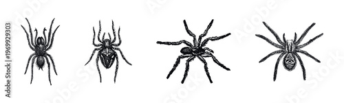 Hand-Drawn Spider Illustrations Collection Vector Set
