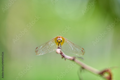 Dragonfly Perched on a Plant Stem