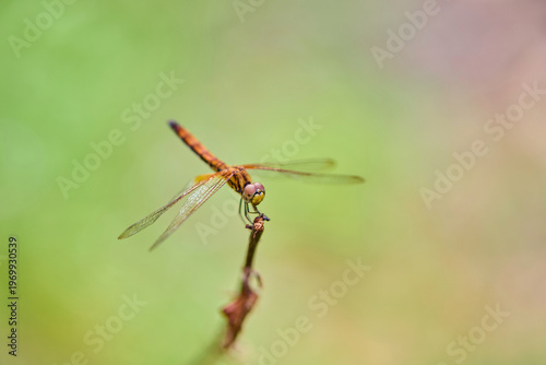 Dragonfly Perched on a Plant Stem