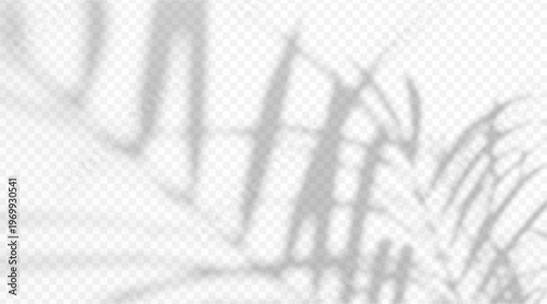 Abstract blurred palm tree branch shadow overlay isolated on transparent background. Soft tropical leaf silhouette with diffused light effect.